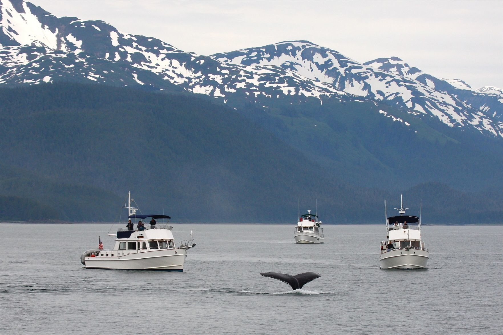 Whale watching